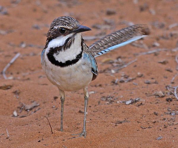 Long-tailed ground roller tailed groundroller