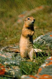 Long-tailed ground squirrel httpsuploadwikimediaorgwikipediacommonsthu