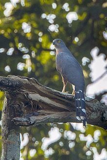 Long-tailed hawk httpsuploadwikimediaorgwikipediacommonsthu
