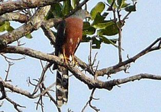 Long-tailed hawk Longtailed Hawk Urotriorchis macrourus Planet of Birds