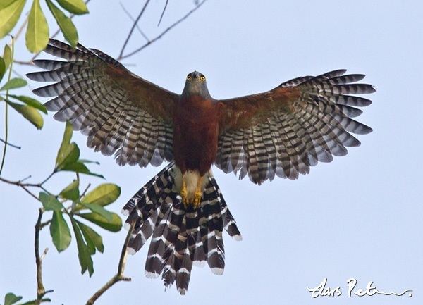 Long-tailed hawk Longtailed Hawk Ghana Bird images from foreign trips My World