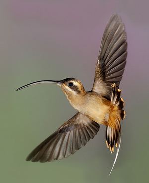 Long-tailed hermit The Longtailed Hermit Phaethornis superciliosus Kaieteur News