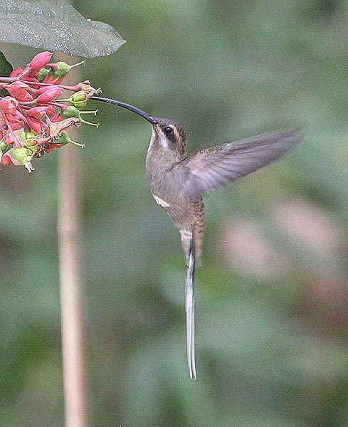 Long-tailed hermit Mangoverde World Bird Guide Photo Page Western Longtailed Hermit