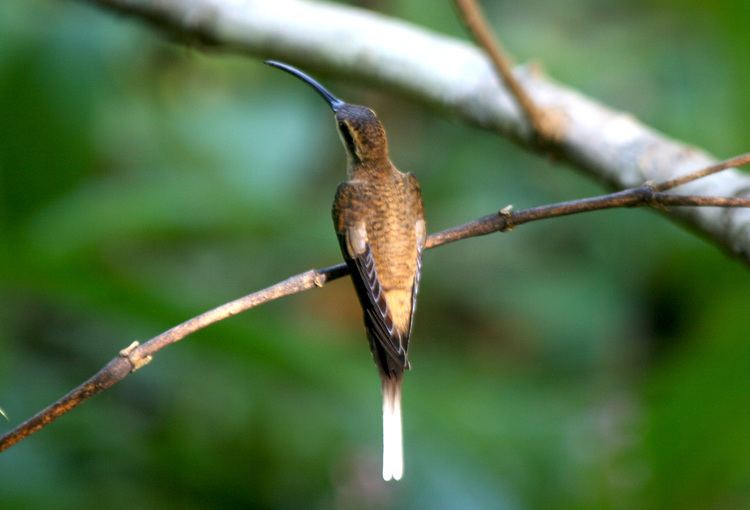 Long-tailed hermit Avise39s Birds of the World