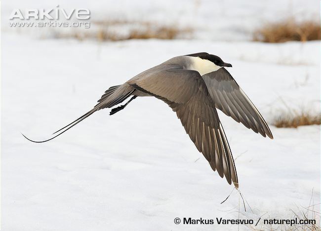 Long-tailed jaeger Longtailed jaeger videos photos and facts Stercorarius
