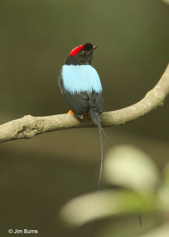 Long-tailed manakin 1000 images about Manakin birds Long tail Manakin on Pinterest