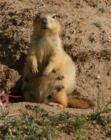 Long-tailed marmot httpsuploadwikimediaorgwikipediacommonsthu