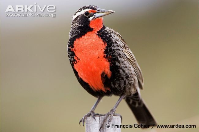 Long-tailed meadowlark Longtailed meadowlark videos photos and facts Sturnella loyca