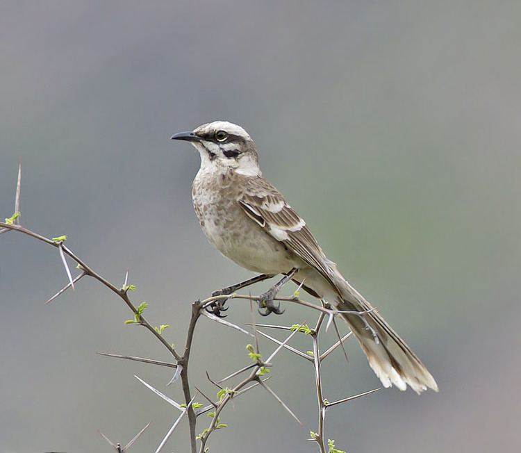 Long-tailed mockingbird Longtailed Mockingbird AZ Birds