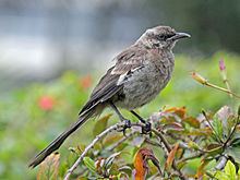 Long-tailed mockingbird httpsuploadwikimediaorgwikipediacommonsthu