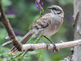 Long-tailed mockingbird Mimus longicaudatus Longtailed Mockingbird Discover Life