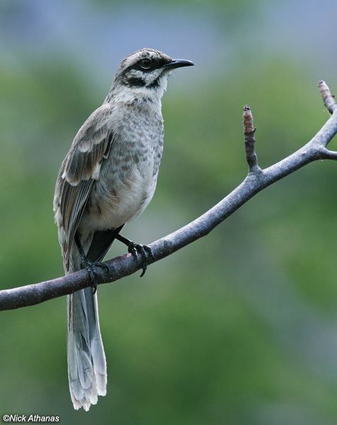 Long-tailed mockingbird antpittacom Photo Gallery Mockingbirds