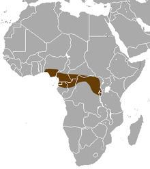 Long-tailed musk shrew httpsuploadwikimediaorgwikipediacommonsthu