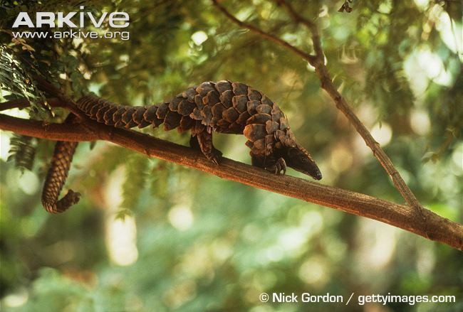 Long-tailed pangolin Blackbellied pangolin videos photos and facts Uromanis