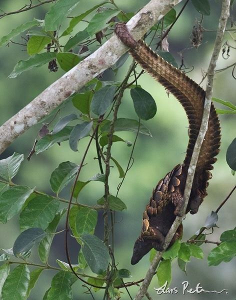 Long-tailed pangolin Longtailed Pangolin Ghana Bird images from foreign trips My