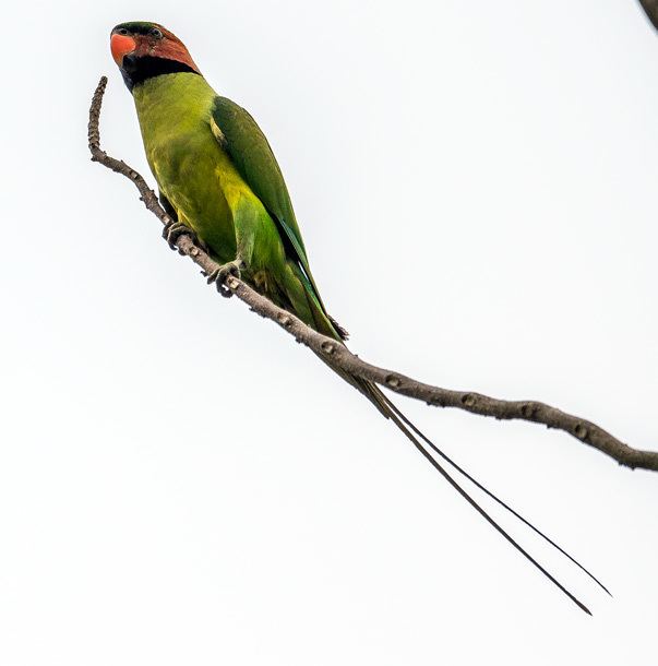 Long-tailed parakeet Oriental Bird Club Image Database Longtailed Parakeet