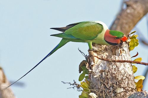 Long-tailed parakeet Flickriver Photoset 39LongTailed Parakeet39 by wokoti