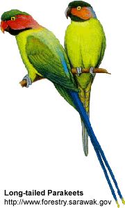 Long-tailed parakeet httpswwwbeautyofbirdscomimagesbirdsparrots