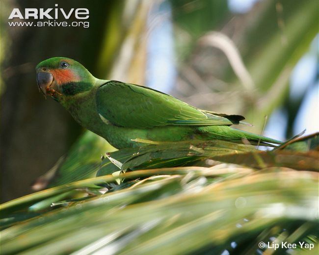 Long-tailed parakeet Longtailed parakeet videos photos and facts Psittacula