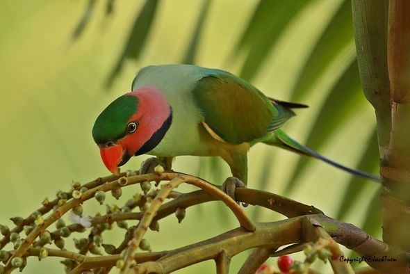 Long-tailed parakeet Longtailed Parakeet eating MacArthur palm fruits Bird Ecology