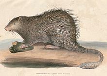 Long-tailed porcupine httpsuploadwikimediaorgwikipediacommonsthu