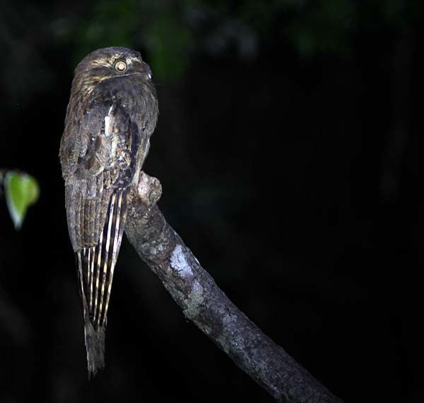 Long-tailed potoo Longtailed Potoo2