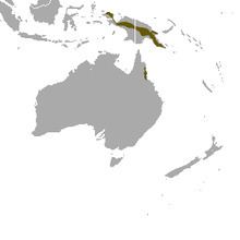 Long-tailed pygmy possum httpsuploadwikimediaorgwikipediacommonsthu
