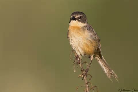 Long-tailed reed finch More on Donacospiza albifrons Longtailed Reed Finch