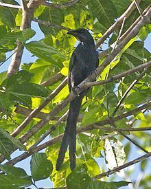 Long-tailed starling httpsuploadwikimediaorgwikipediacommonsthu