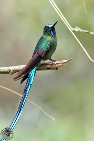 Long-tailed sylph Longtailed Sylph
