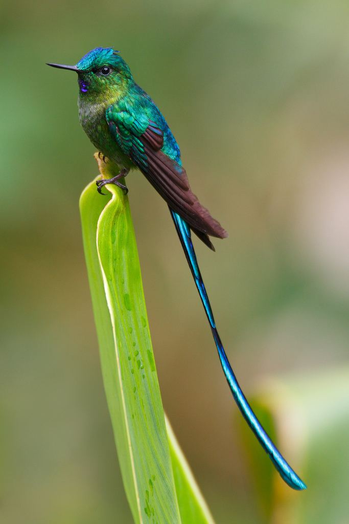 Long-tailed sylph Longtailed Sylph Hummingbird Ecuador Hummingbirds Pinterest