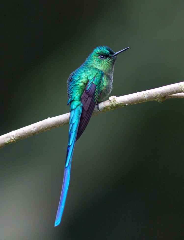 Long-tailed sylph Colombia Tour 2013