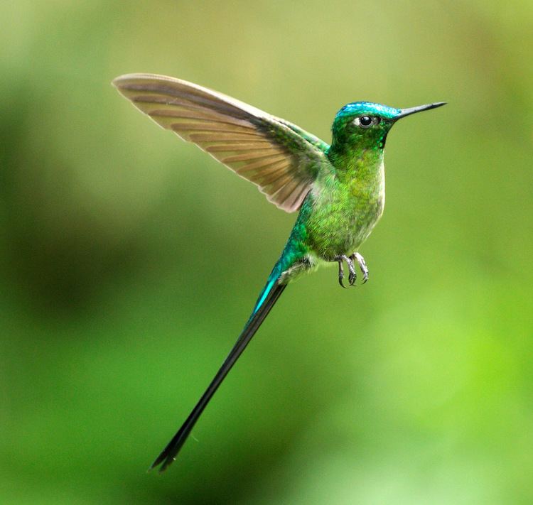 Long-tailed sylph Creation Longtailed Sylph Fellowship of the Minds