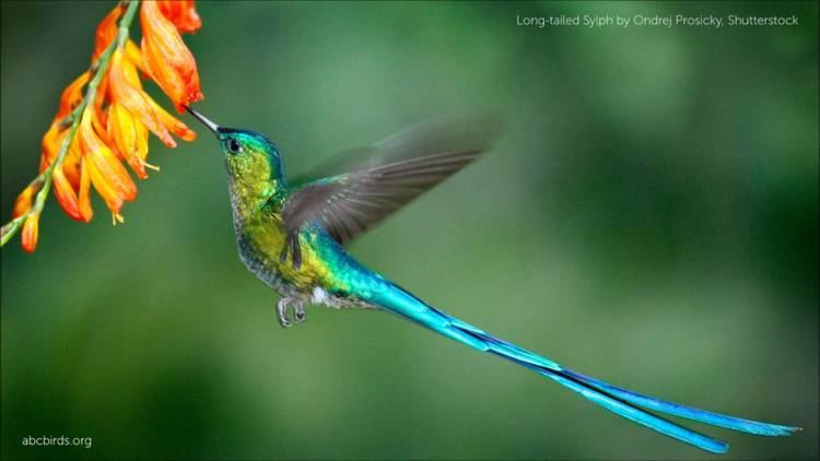 Long-tailed sylph Longtailed Sylph Calls YouTube