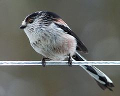 Long-tailed tit httpsuploadwikimediaorgwikipediacommonsthu