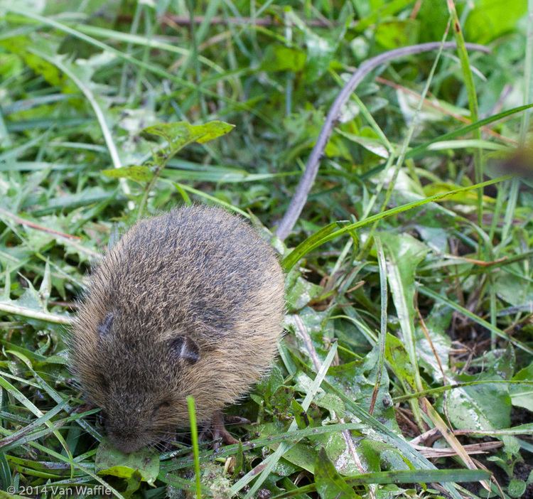 Long-tailed vole The vole that ate my potatoes Speed River Journal