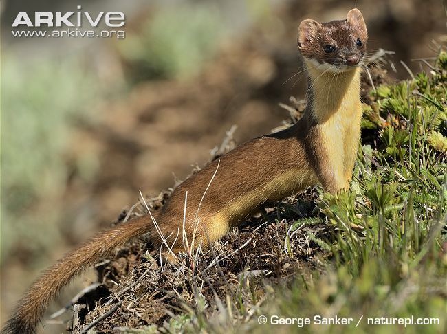 Long-tailed weasel Longtailed weasel videos photos and facts Mustela frenata ARKive
