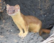 Long-tailed weasel httpsuploadwikimediaorgwikipediacommonsthu