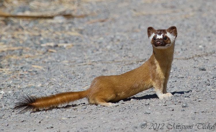 Long-tailed weasel Longtailed Weasel Coyote Hills Regional Park Fremont C Flickr
