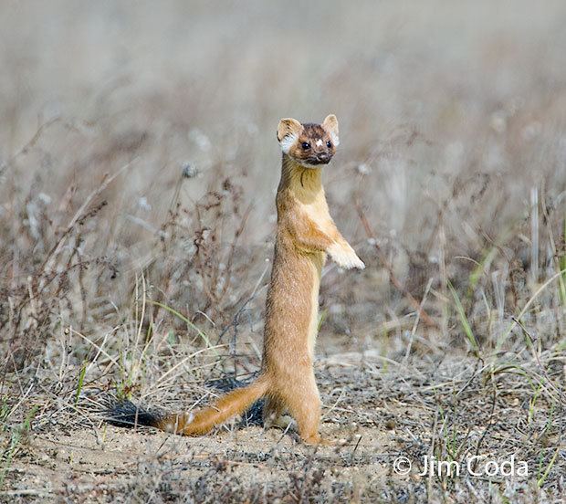 Long-tailed weasel Longtailed Weasel Point Reyes National Seashore Jim Coda Nature