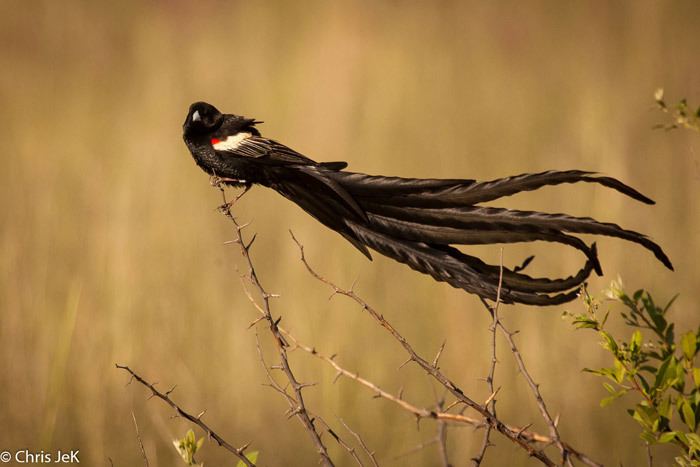 Long-tailed widowbird africageographiccomwpcontentuploads201504lo