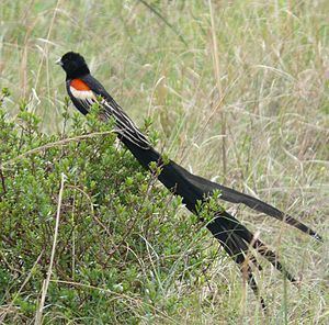 Long-tailed widowbird Longtailed widowbird Wikipedia