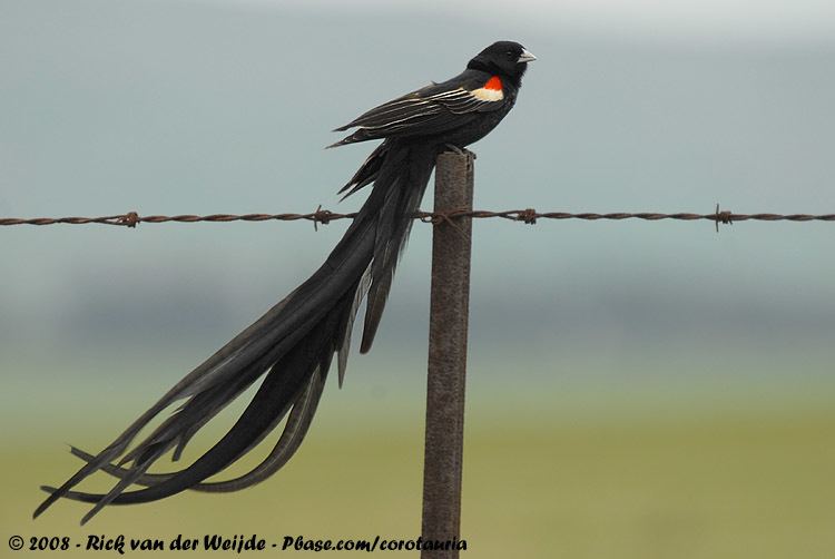 Long-tailed widowbird 1000 images about Longtailed widow bird Jackson39s Widowbird also
