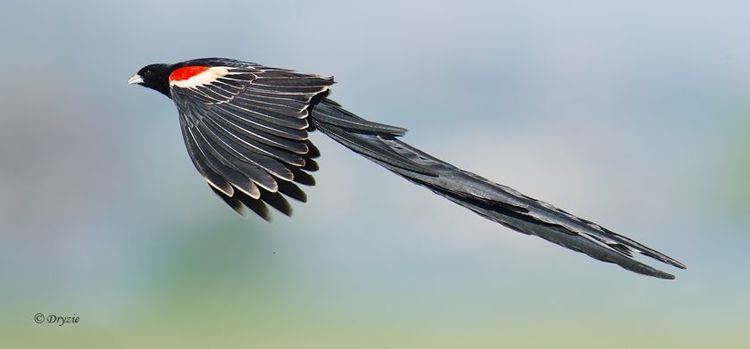 Long-tailed widowbird Longtailed