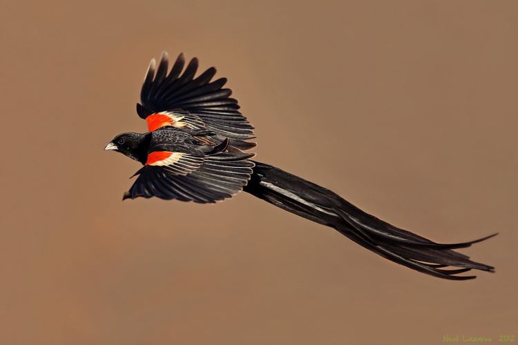 Long-tailed widowbird Longtailed Widowbird Nevil Lazarus Photography Bird Kingdom