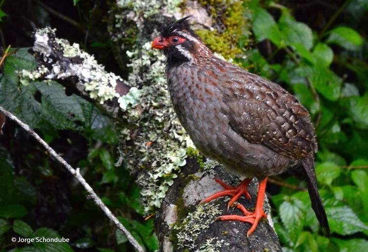 Long-tailed wood partridge Longtailed Woodpartridge Dendrortyx macroura videos photos and