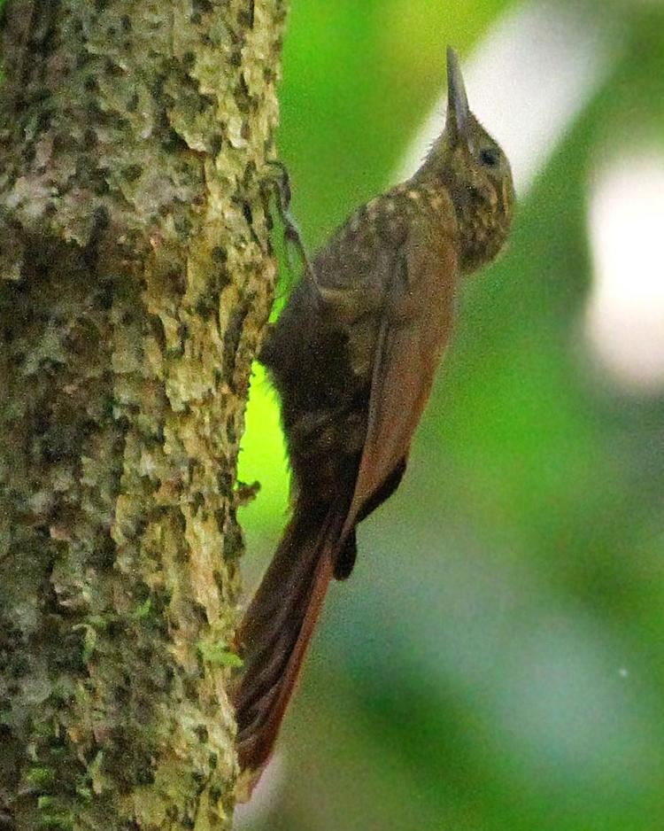 Long-tailed woodcreeper BirdsEye Photography Review Photos