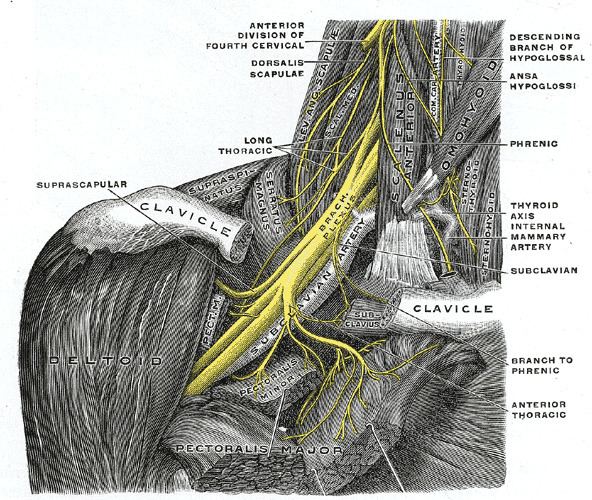 Long thoracic nerve