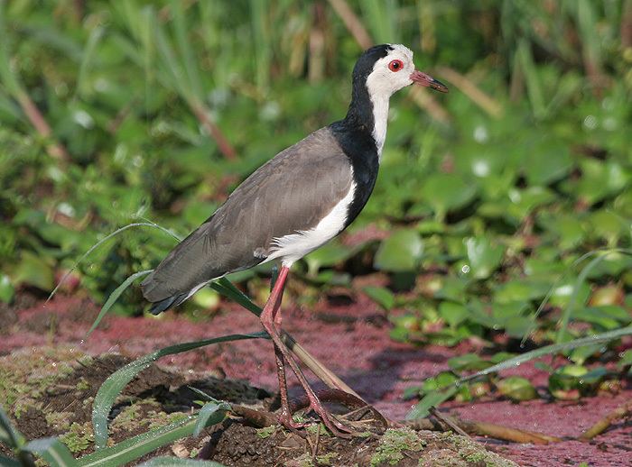 Long-toed lapwing Longtoed Plover 6932JPG