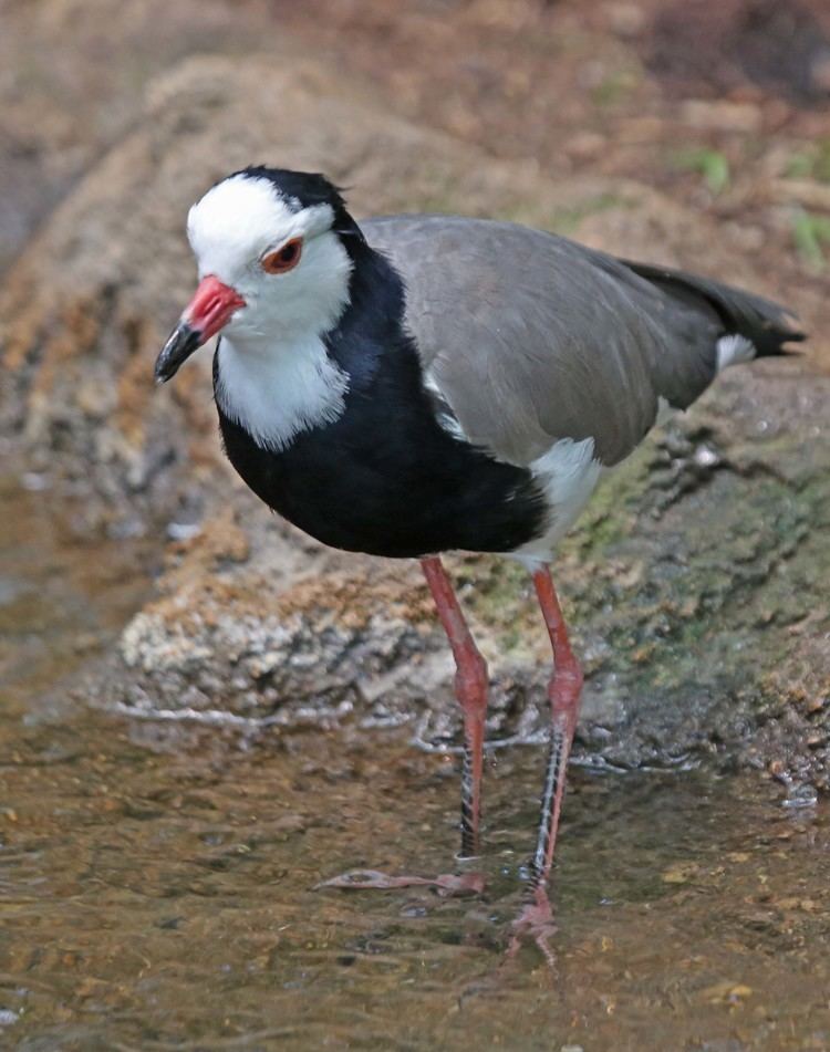 Long-toed lapwing Pictures and information on Longtoed Lapwing